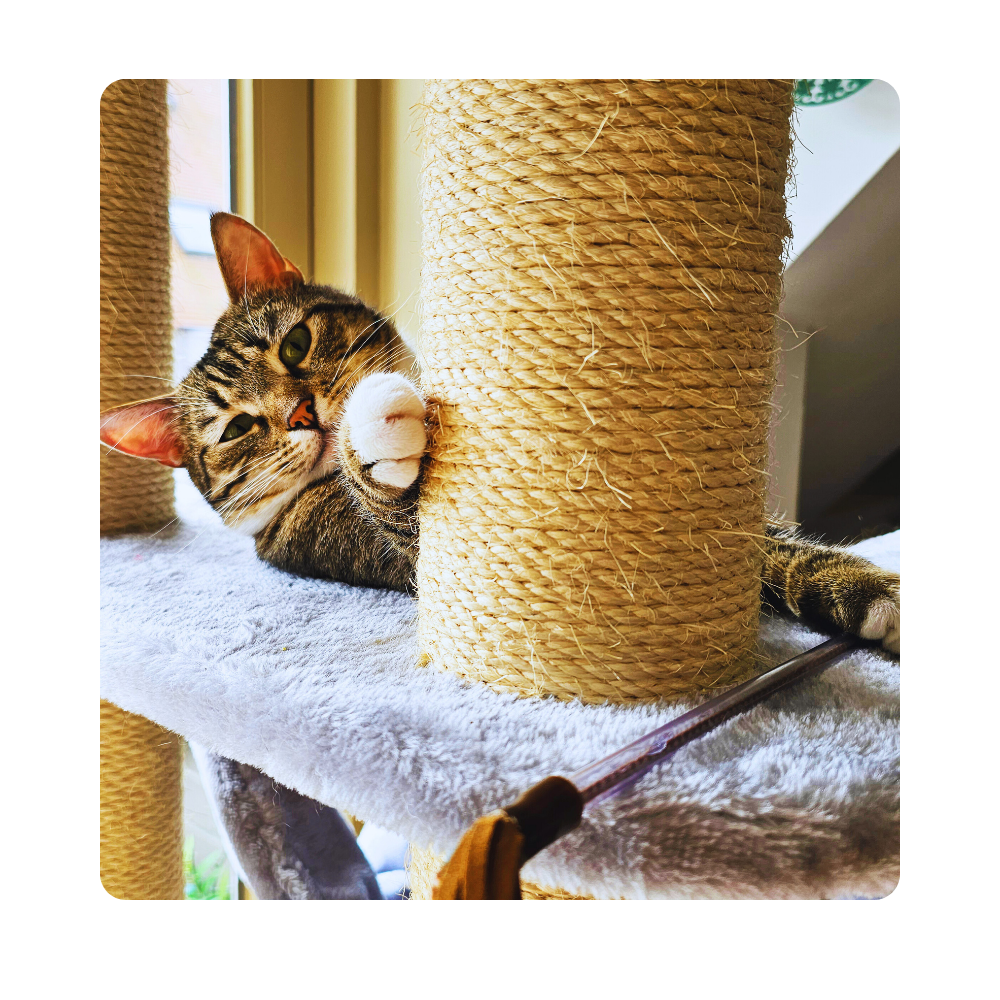 Interactive Entertaining Cat Toy