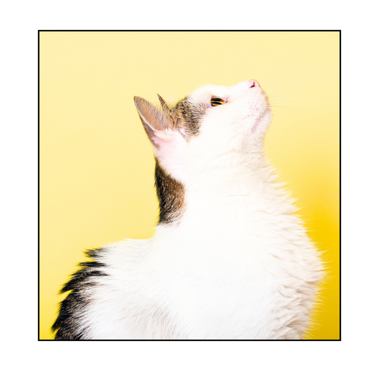 Popular Picks | Curious Cat | Happy Cat