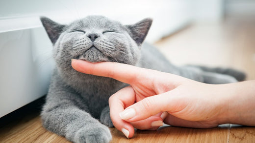 The Ugly Truth: 10 Signs Your Cat Might Be Ruling Your Life