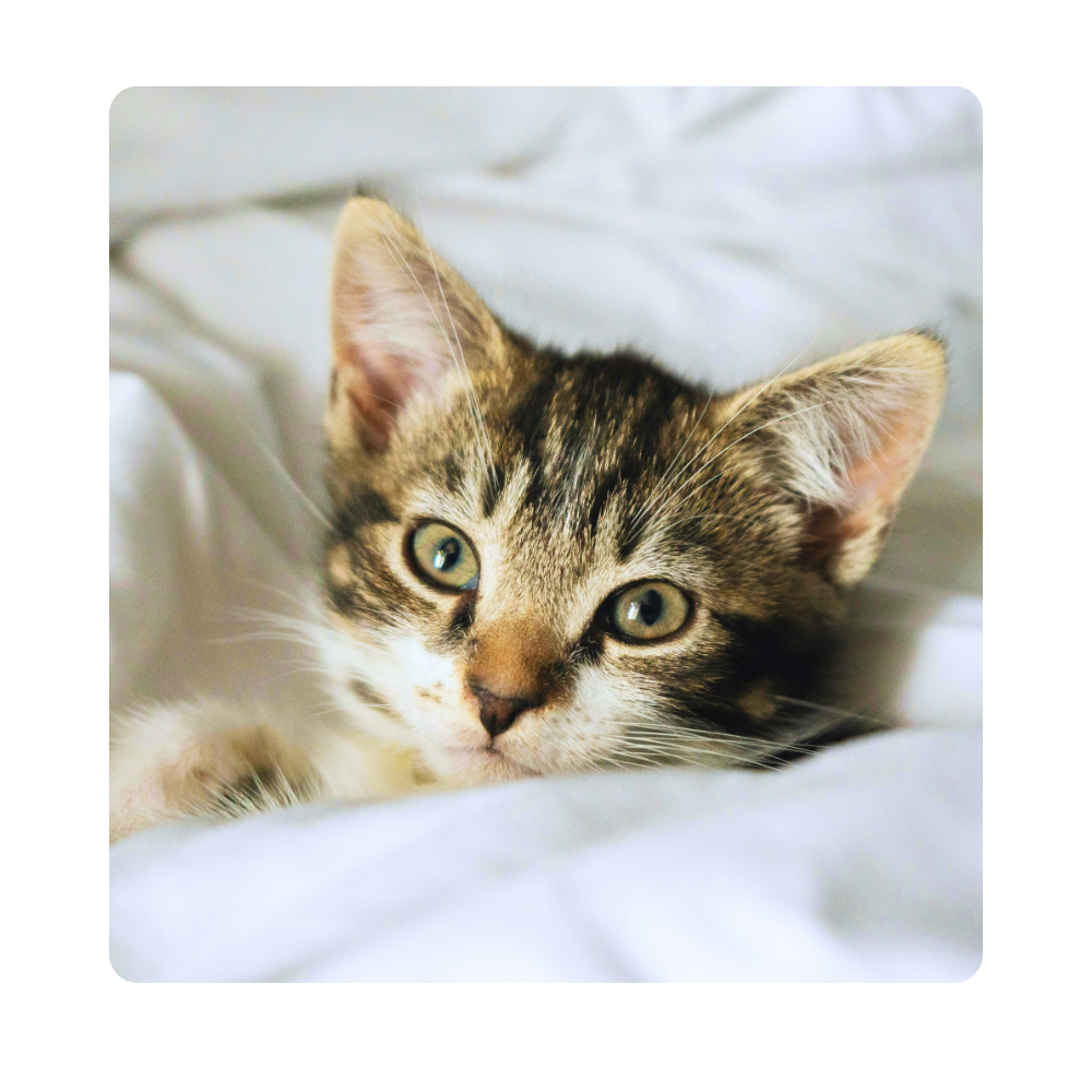 Guilty Cat, Cat in Trouble, Cat's Bad Behavior, Mean Cat